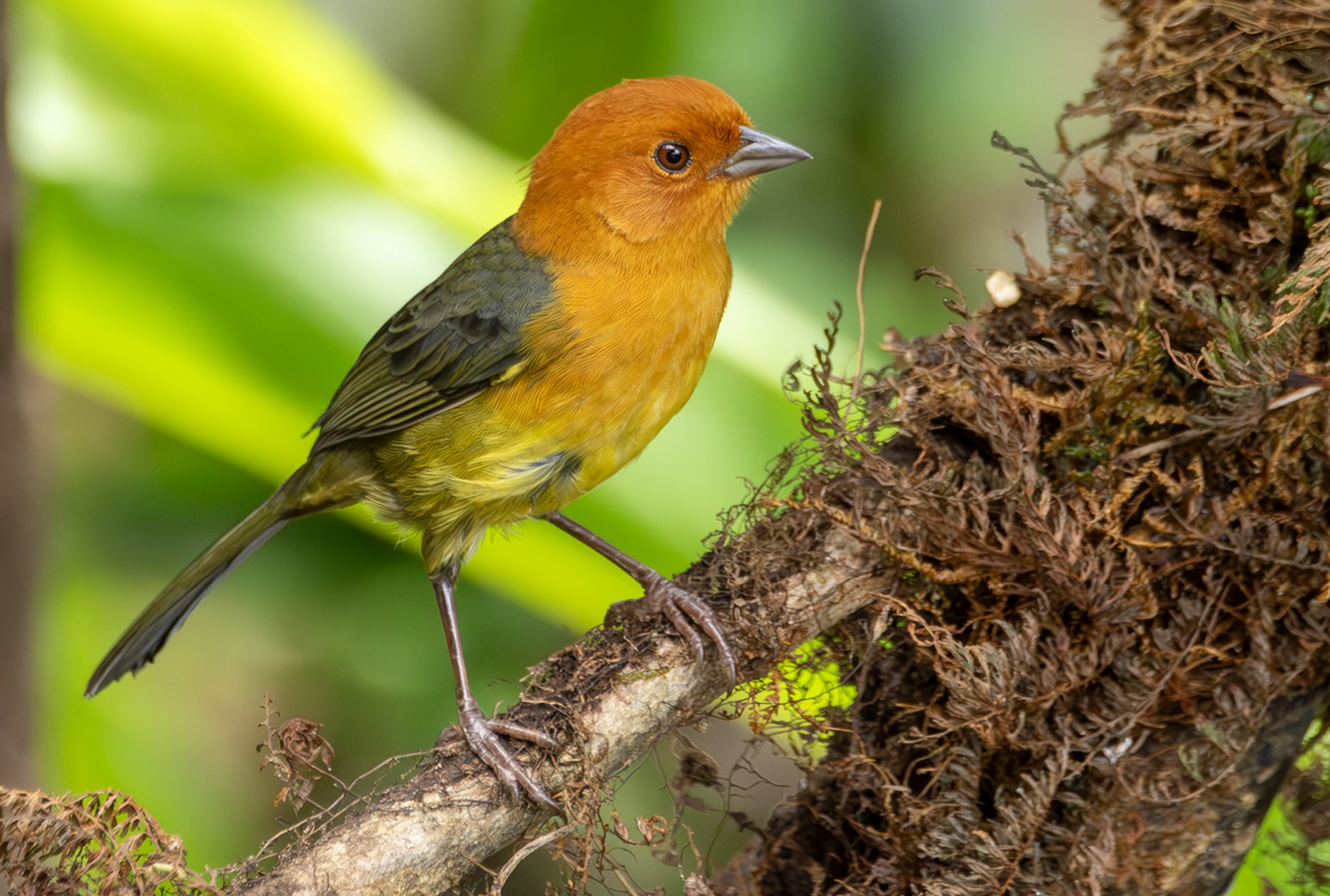 Pinzón Pecho Ocre (Casanare).