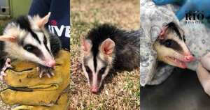 Las zarigüeyas son confundidas con roedores, razón por la cual reciben toda clase de maltratos. Fotos: IDPYBA.