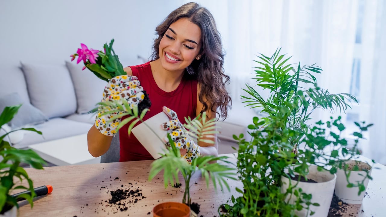 Además de decorar los espacios, las plantas aportan beneficios para el bienestar dentro del hogar.