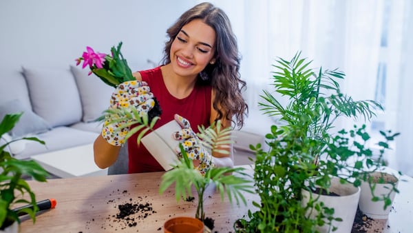 Además de decorar los espacios, las plantas aportan beneficios para el bienestar dentro del hogar.
