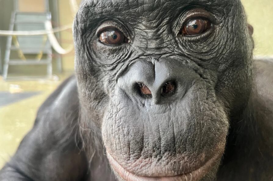 Kanzi fabricó herramientas de piedra sencillas durante su vida en laboratorio.