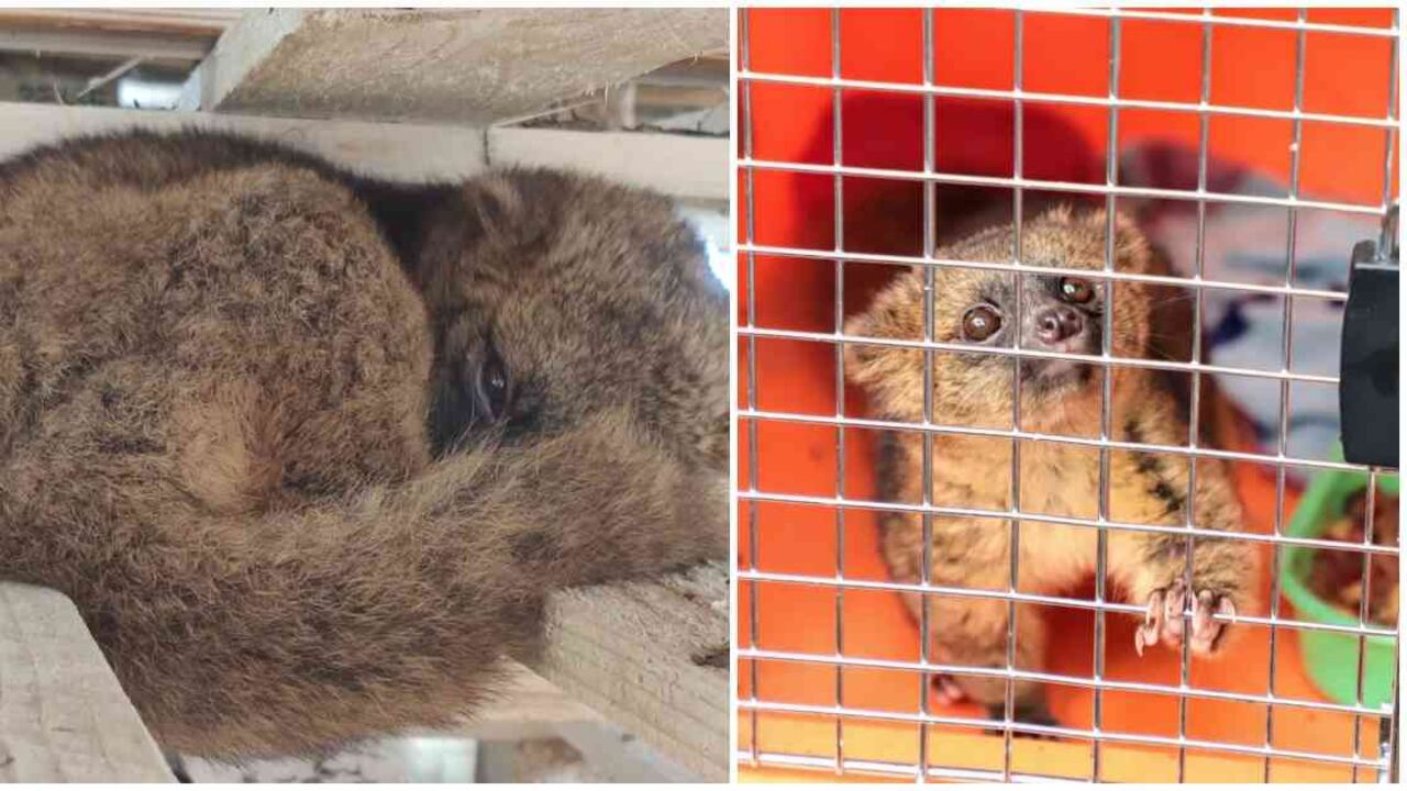 El olinguito fue descrito por primera vez en 2013. Solo habita en Colombia y Ecuador. Fotos: Área Metropolitana del Valle de Aburrá y Alcaldía de Envigado.