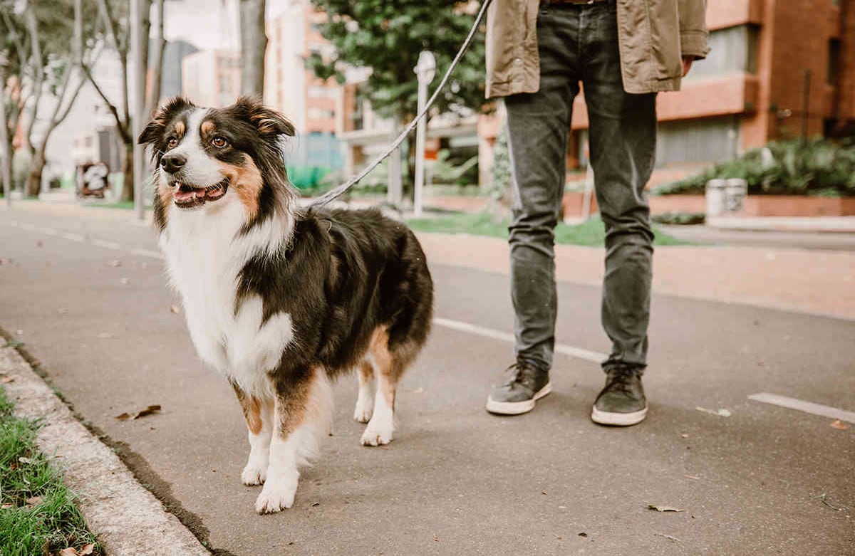 Soy Laira y saco a mi amo, Ricardo, desde muy temprano. Me quedo un rato en la puerta, esa es mi manera de avisarle para que salgamos a pasear. Karen Salamanca-SEMANA