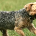Una foto de un yorkshire terrier jugando con una pelota de tenis