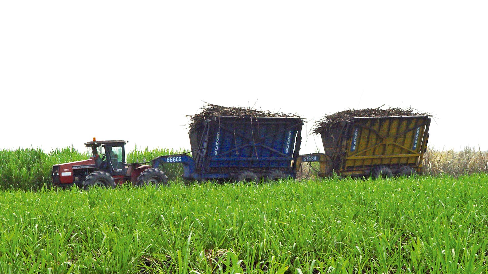 Colombia supera a grandes productores de azúcar como Brasil y Australia. Así se mueve el negocio de la caña