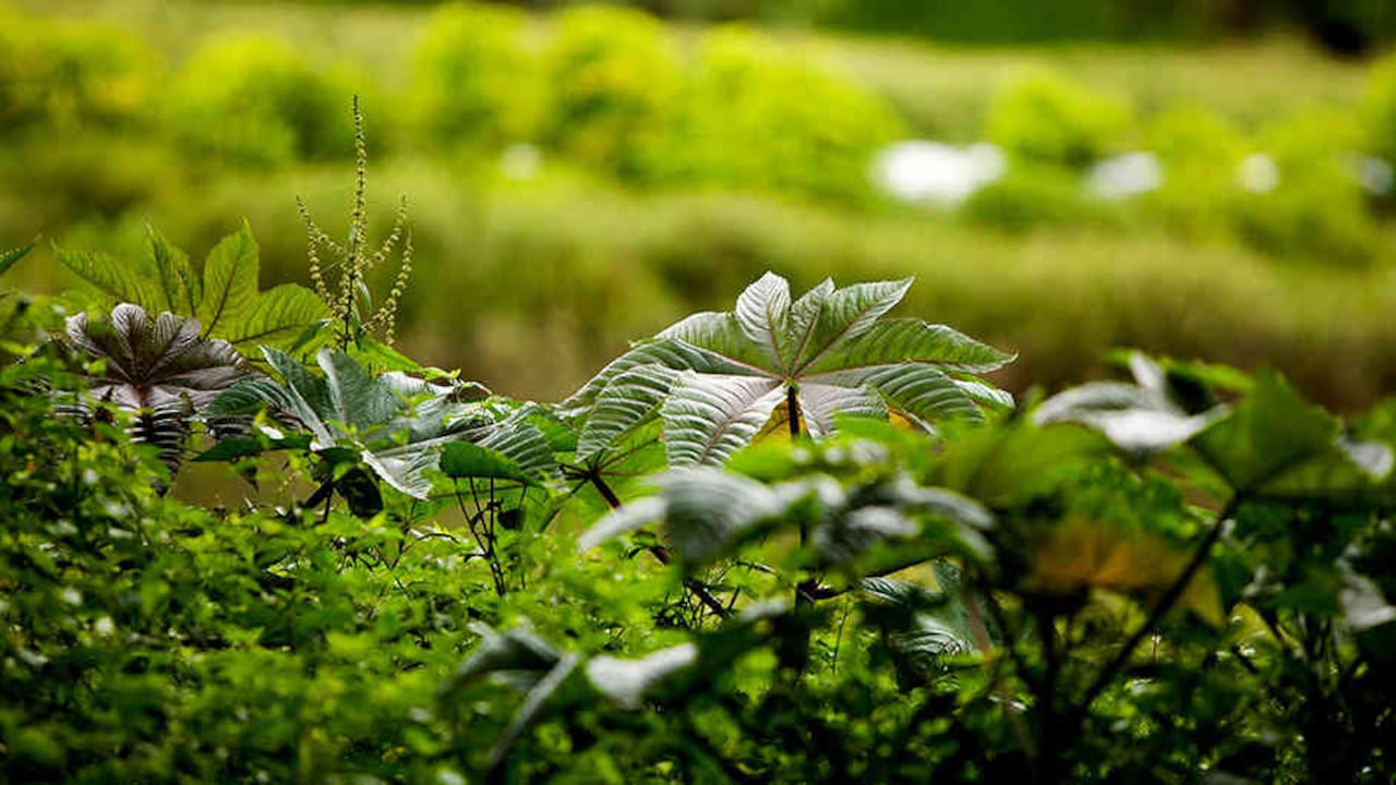 Los humedales de Torca y Guaymaral sufren las constantes amenazas de quienes buscan construir sobre ellos.