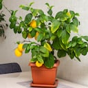 Árbol de limón pequeño.