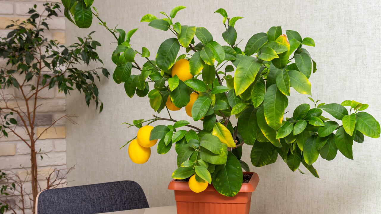 Árbol de limón pequeño.