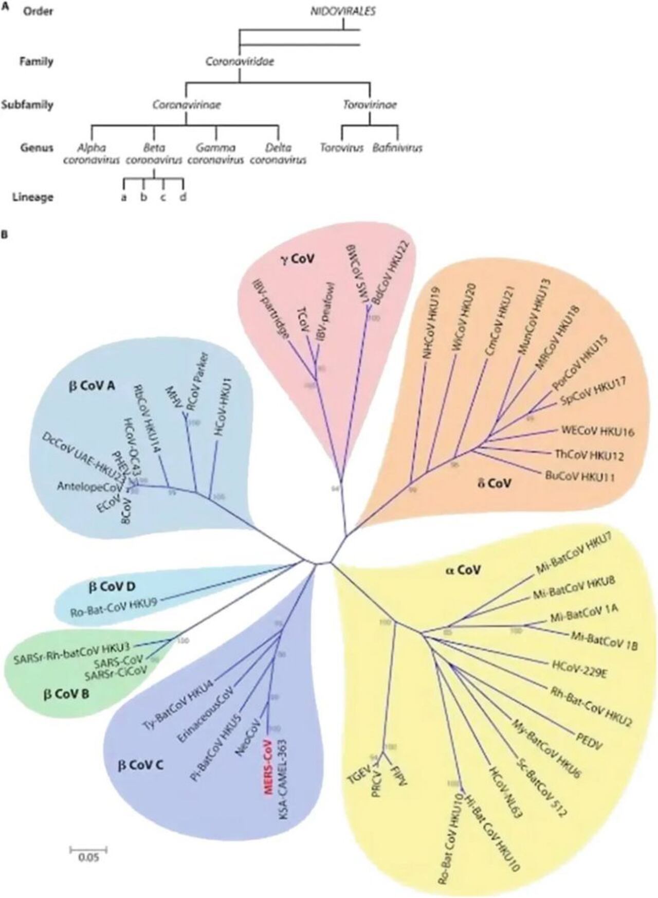 Filogenia de los coronavirus. Los coronavirus SARS (1 y 2) pertenecen al género beta, tipo B, señalados en verde en la figura. BBC - JAISWAL N.K., SAXENA S.K.