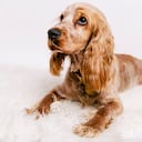 Perro acostado en alfombra, raza que es la más agresiva del mundo.