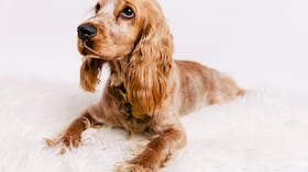 Cocker spaniel entre los más peligrosos del mundo