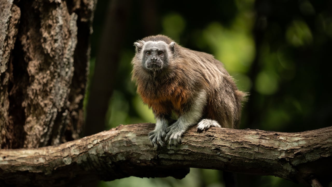 Colsubsidio presenta documental sobre conservación del bosque seco tropical y tres de sus habitantes: nutria, paujil de pico azul y titi gris.