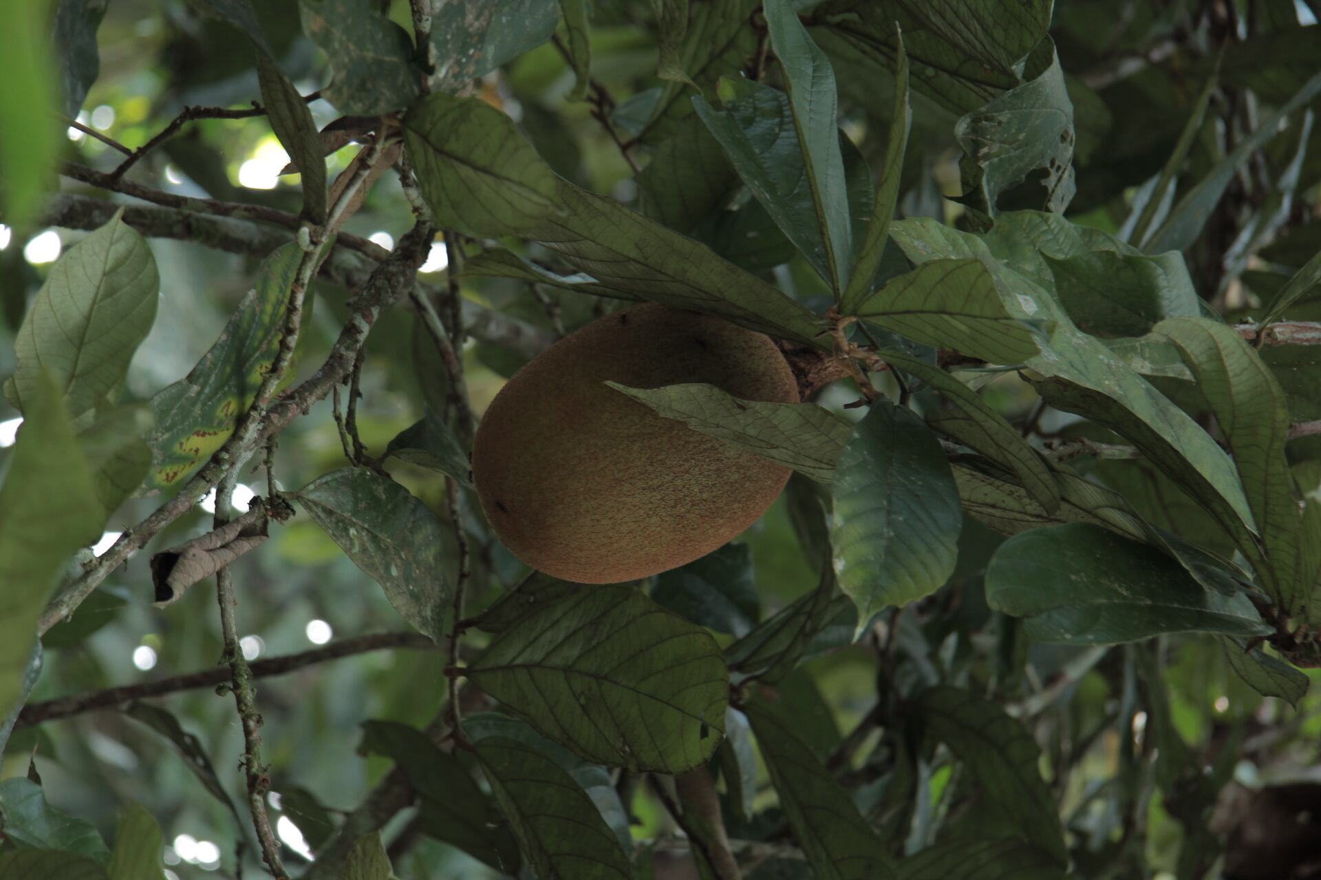 Los frutales amazónicos son una importante fuente de vitaminas.