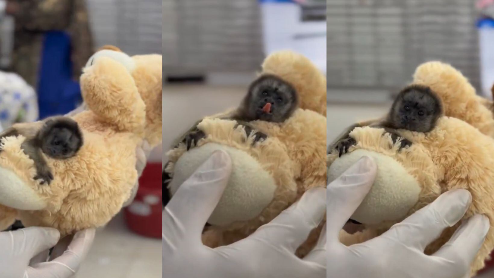 Tití gris en proceso de recuperación