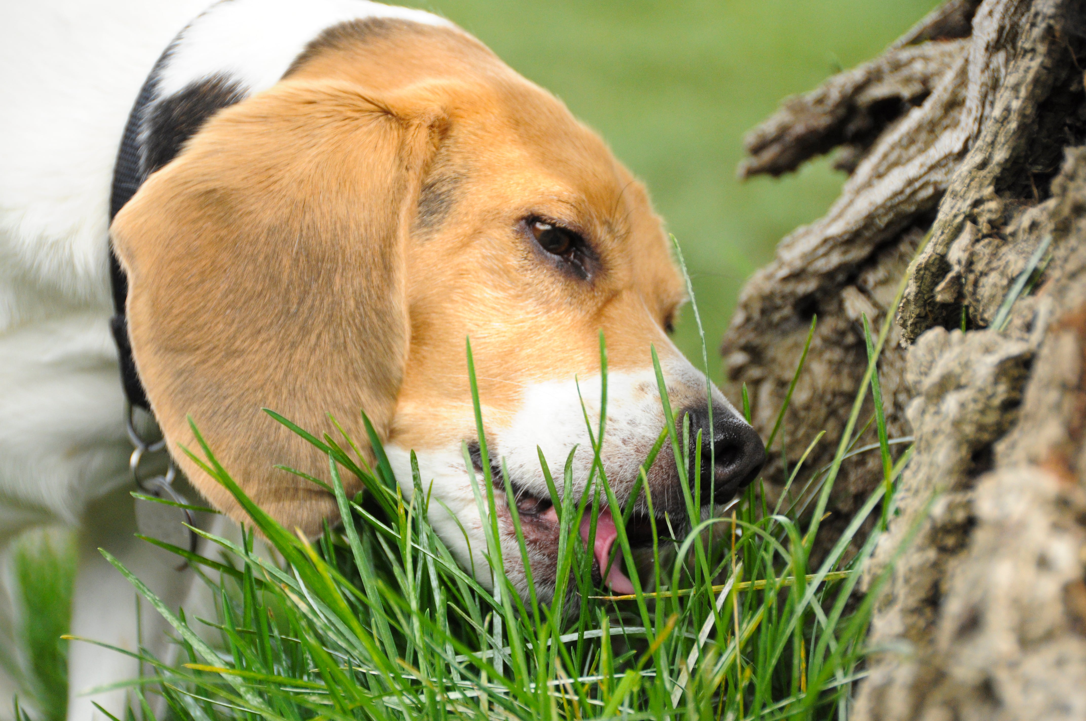 A Beagle dog chews on the green grass at the base of a tree.