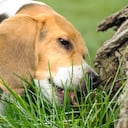 ¿Es normal que mi perro coma pasto?