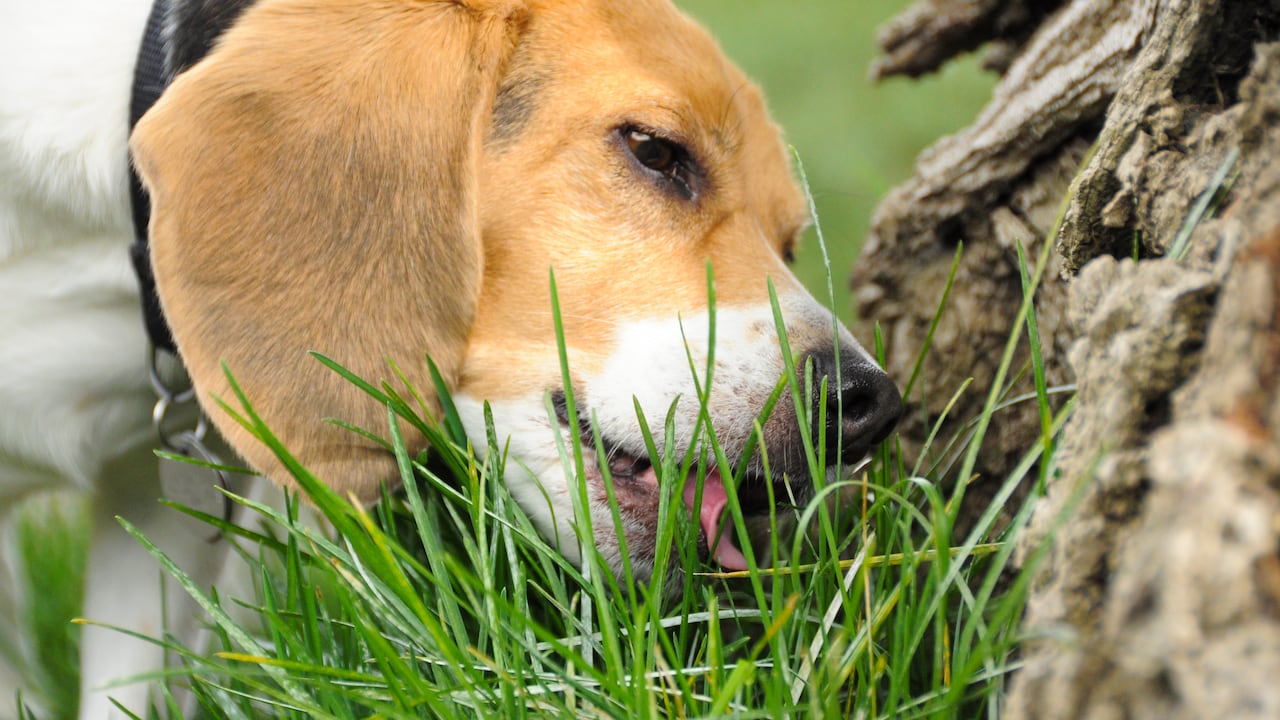 ¿Es normal que mi perro coma pasto?