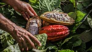 Cultivar paz y reconciliación, Columna Cacao, Especial Colombia País de Oportunidades