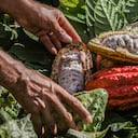 Cultivar paz y reconciliación, Columna Cacao, Especial Colombia País de Oportunidades