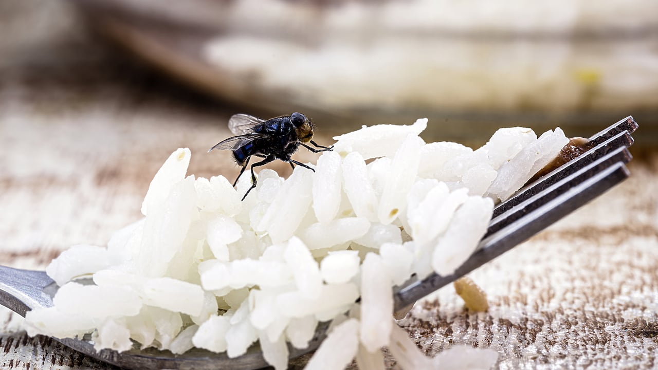 El vinagre, un ingrediente común en la despensa, puede transformarse en un potente insecticida líquido para combatir las moscas de la cocina. Con una combinación sencilla de vinagre, agua, azúcar y detergente, es posible crear un cebo efectivo que atrae y elimina a estos molestos insectos.