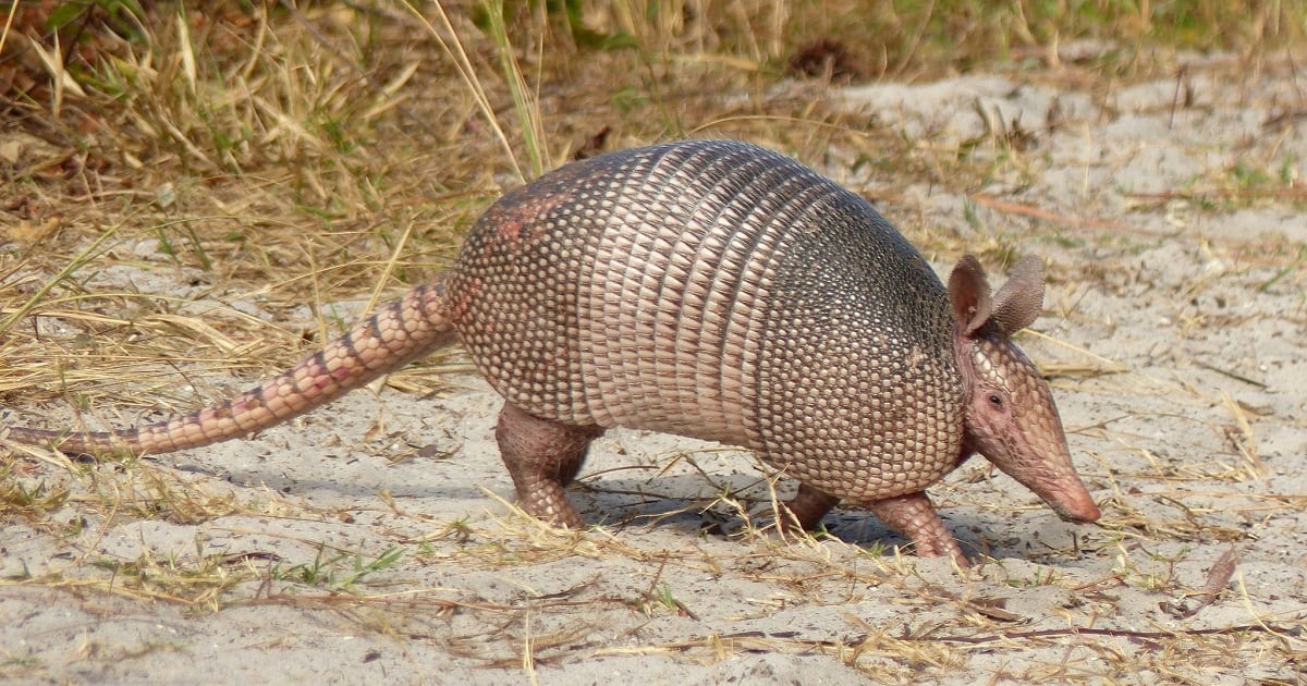 Armadillos en los Llanos Orientales