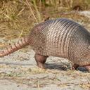 Armadillos en los Llanos Orientales