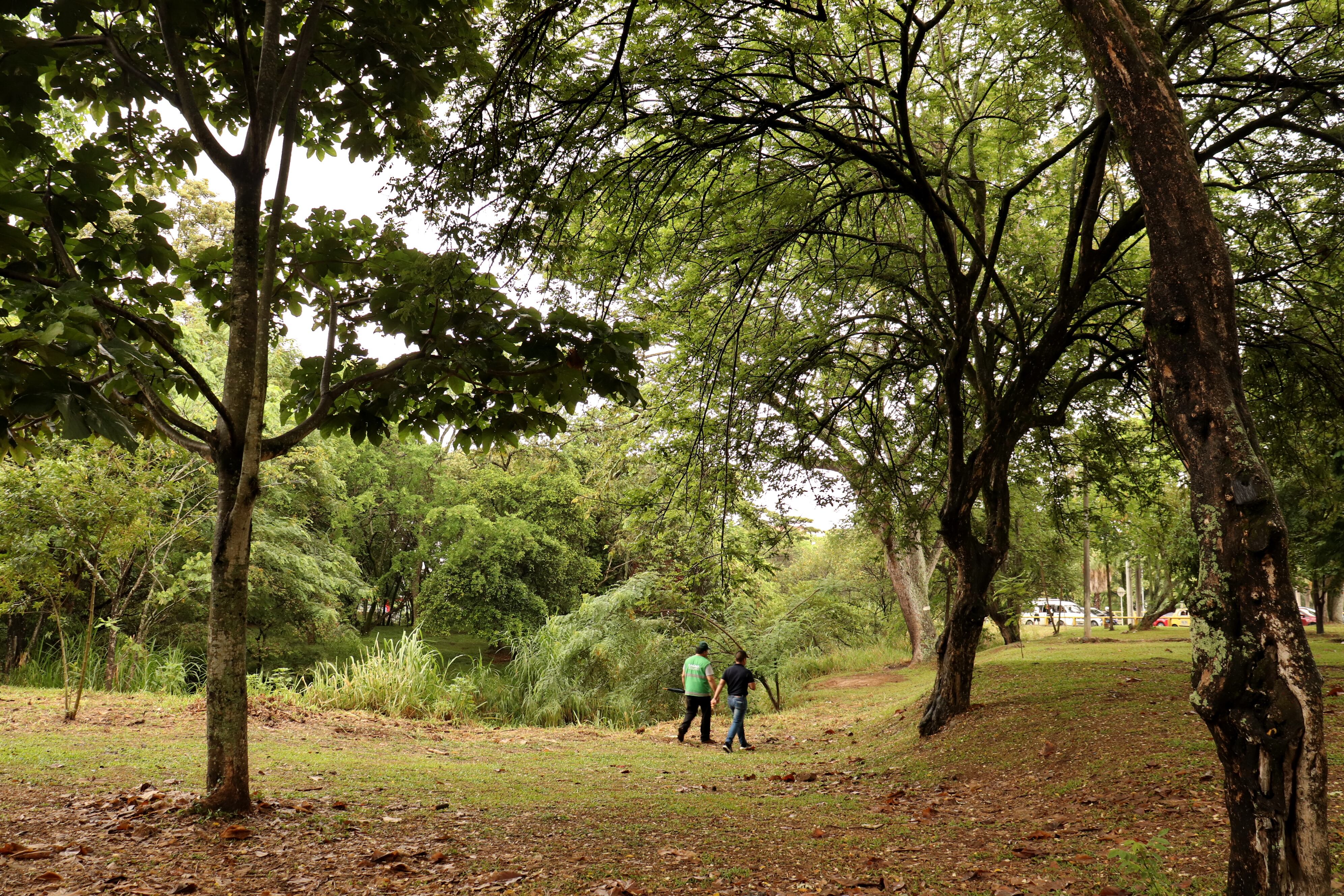 Cali tiene una de las redes de bosques urbanos mas extensa de américa latina.