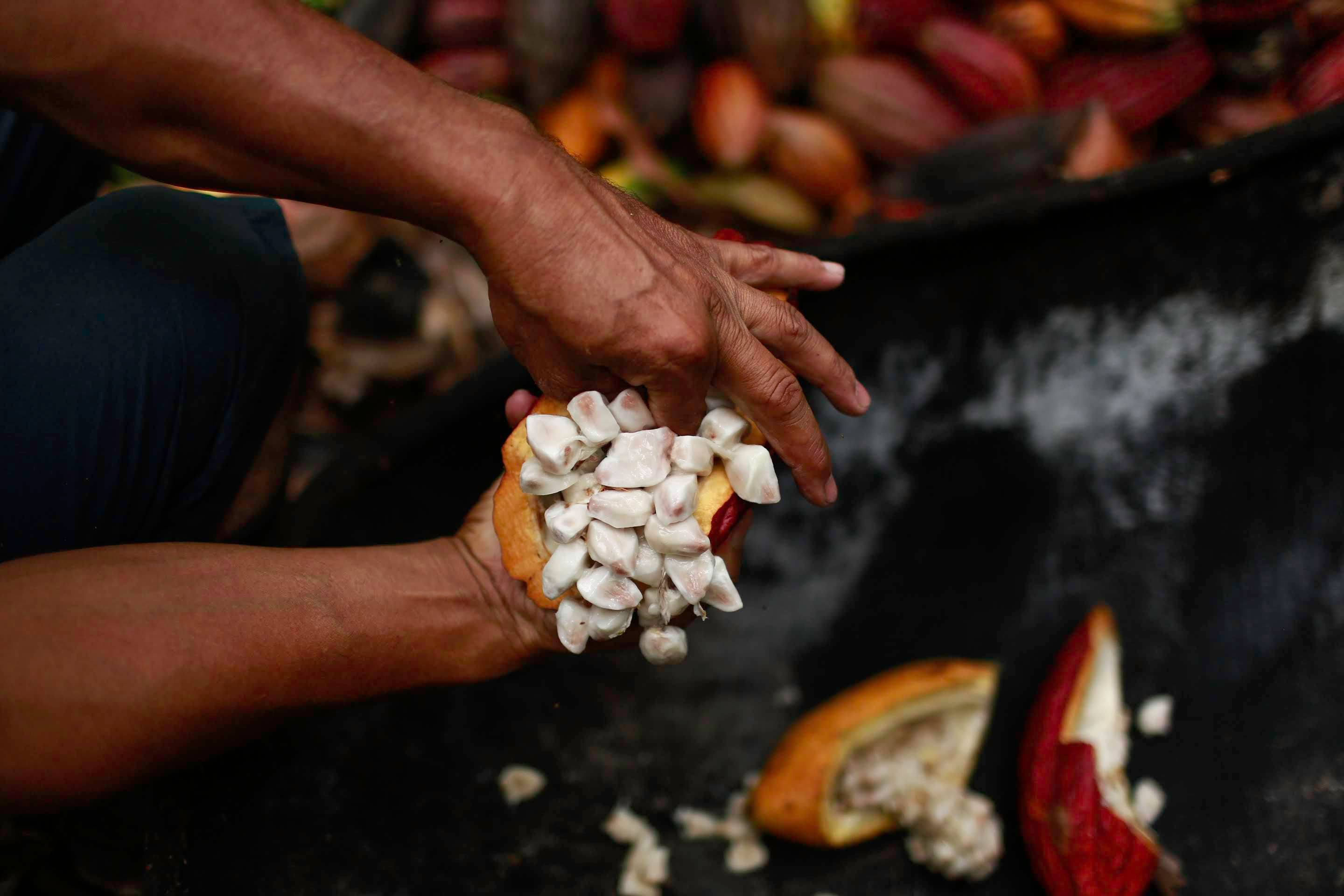 La cacaocultura en el Meta comenzó en 1930 con la llegada de campesinos de diferentes regiones del país, desplazados por la violencia bipartidista.