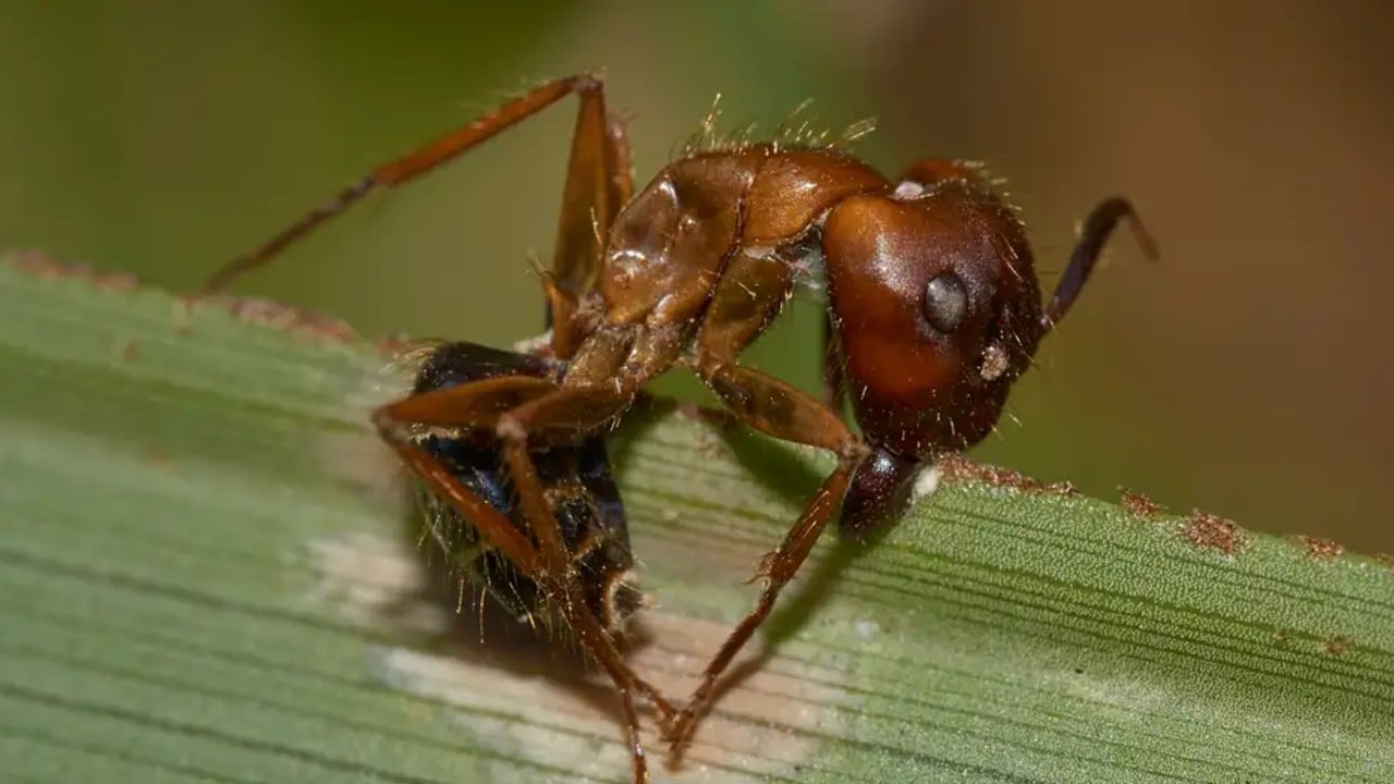 Las hormigas infectadas mueren aferradas a hojas, cortezas o rocas, donde el hongo continúa desarrollándose y completa su ciclo.