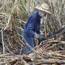 Asocaña aclaró que los azucareros formales no contratan menores de edad.