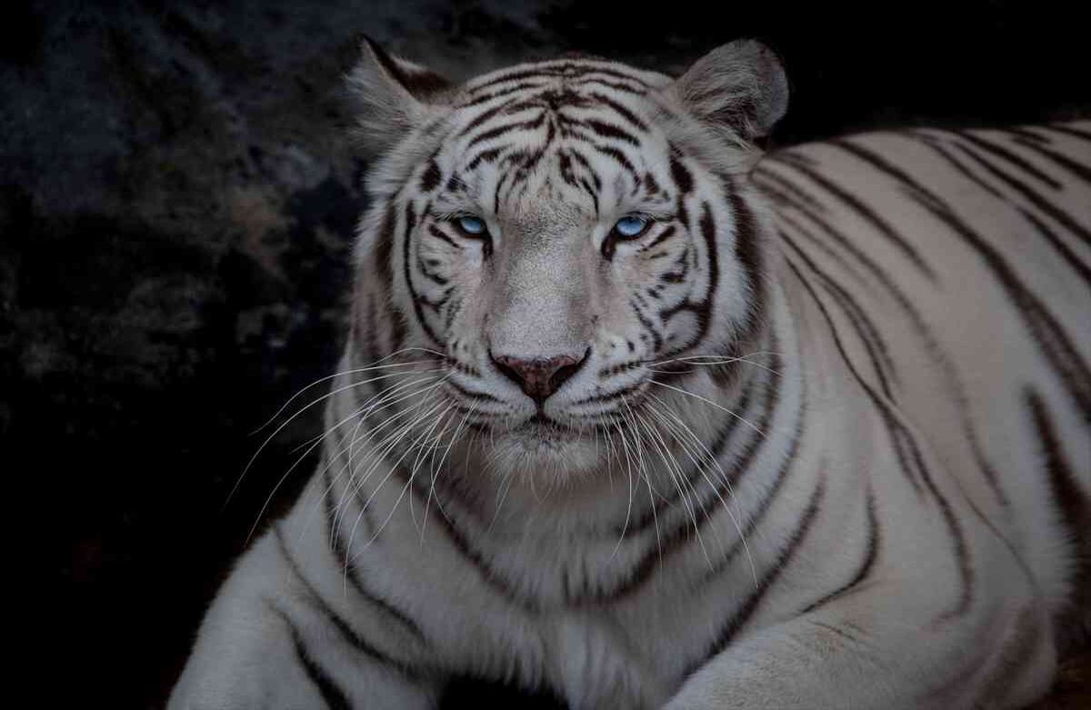 Un Tigre blanco (Panthera tigris) rescatado de trafico ilegal, vive en la Fundación Santa Cruz en San Antonio, Cundinamarca, Colombia, el 2 de agosto de, 2019. Foto: Juancho Torres