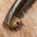 Descifre el enigma de los huevos de garrapatas en su perro con una guía completa de eliminación.