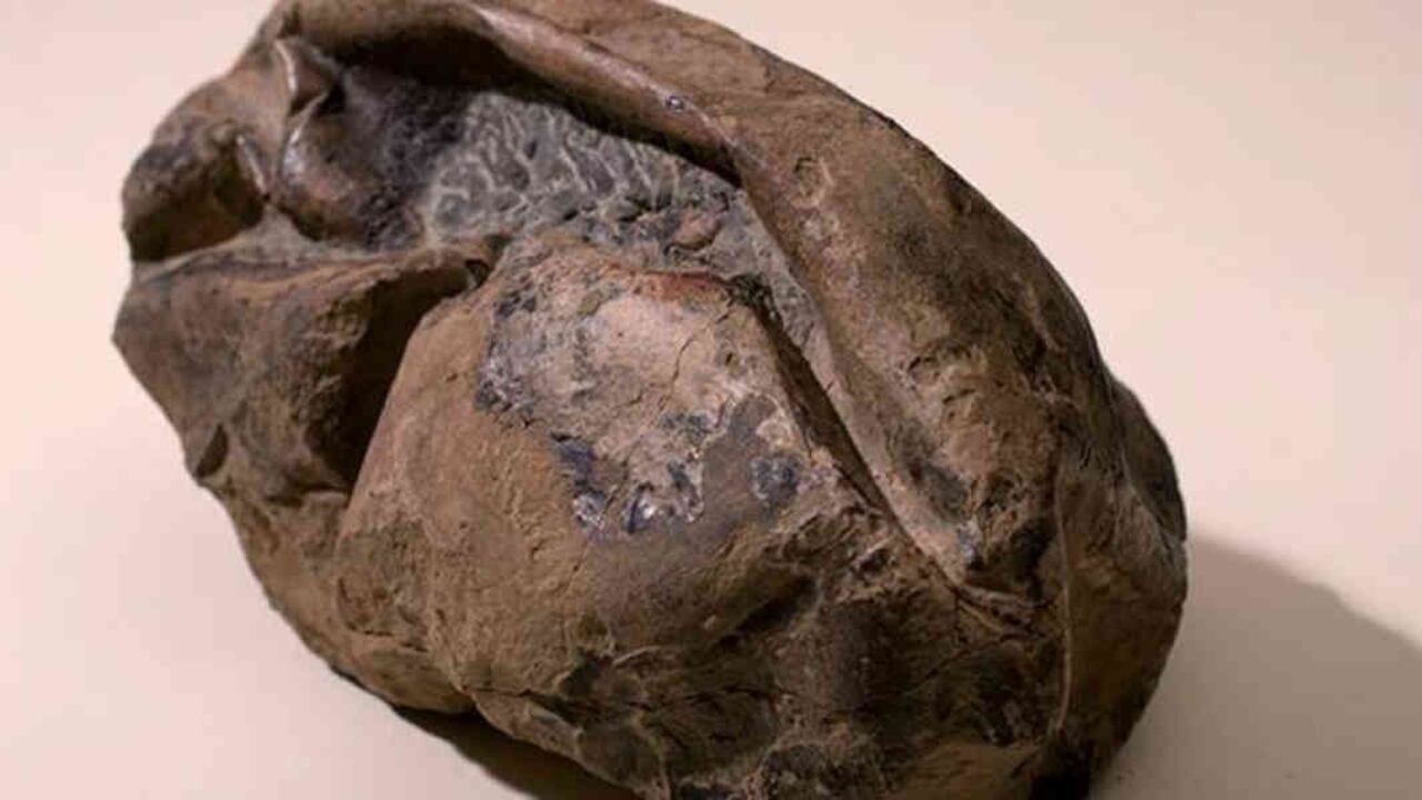 Este es el huevo de dinosauro encontrado en la Antártida. Foto: HANDOUT / CHILEAN NATIONAL MUSEUM OF NATURAL HISTORY / AFP