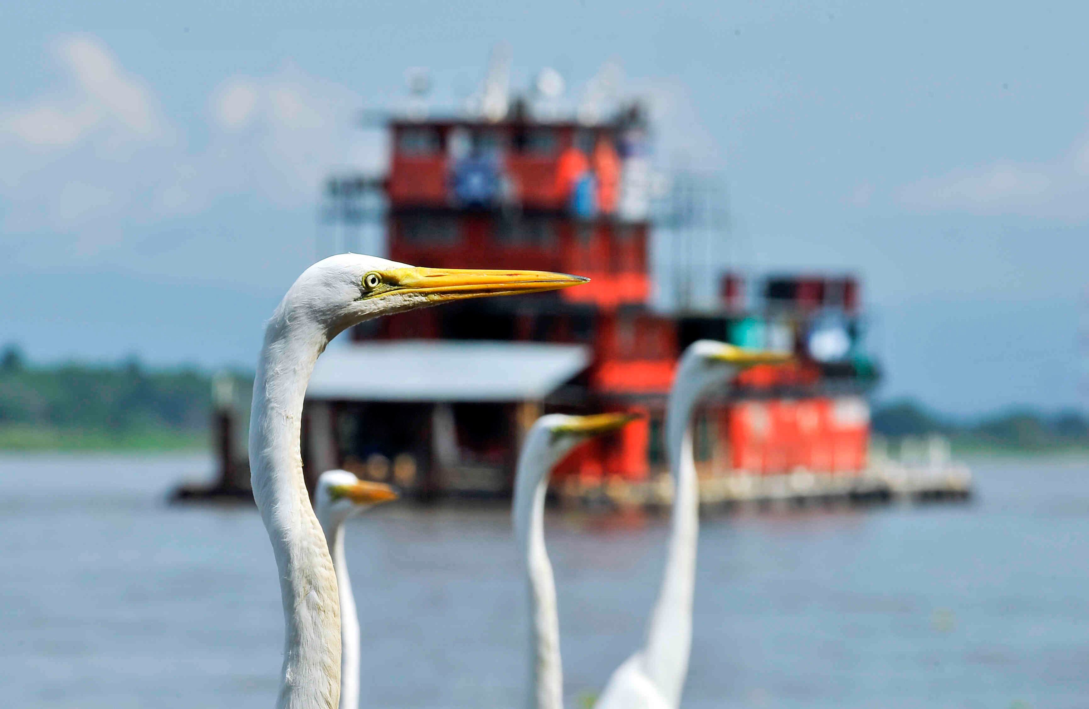 Varias garzas toman el sol a orillas del río Magdalena, mientras un remolcador pasa frente al puerto de Barrancabermeja, el 28 de junio de 2016. Foto: Carlos Julio Martínez / SEMANA