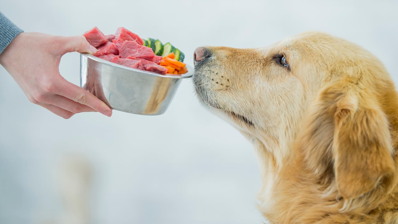 Estudio de la Universidad de Estocolmo revela el secreto emocional tras el plato de comida de los perros.