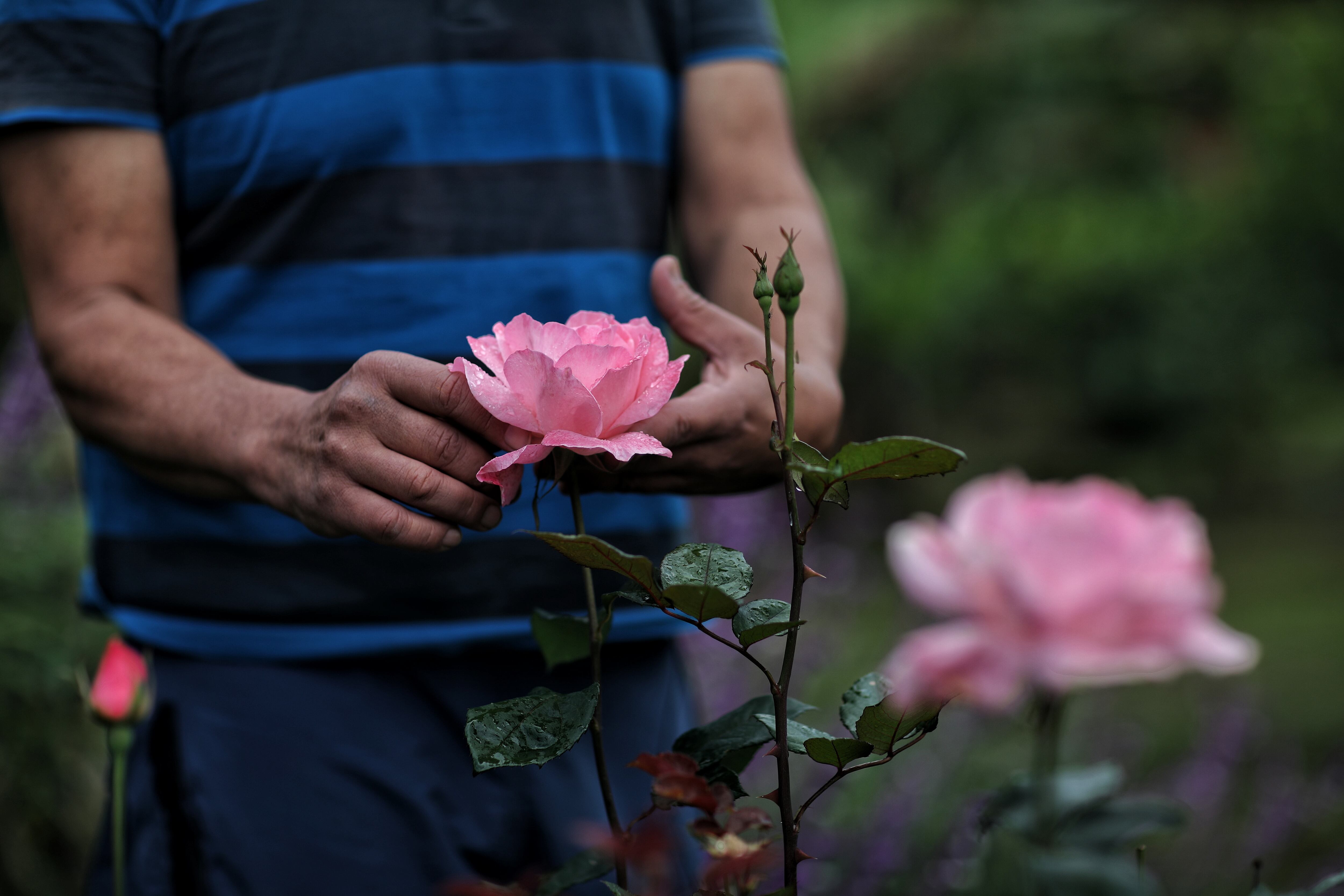 Sargento Gilberto Ávila Llano 
Eutanasia Glifosato