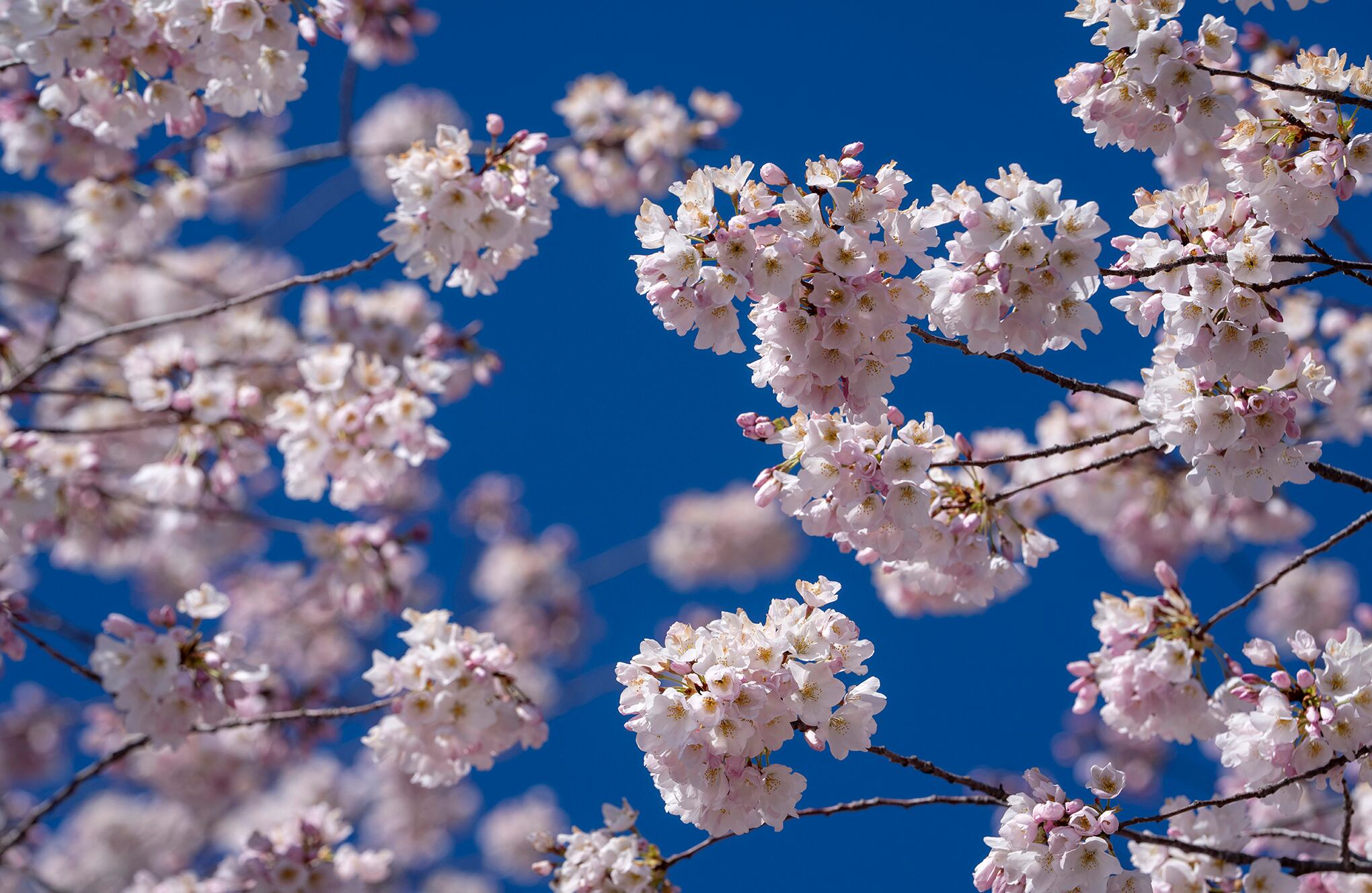En imágenes : Temporada de flor de cerezo Washington
