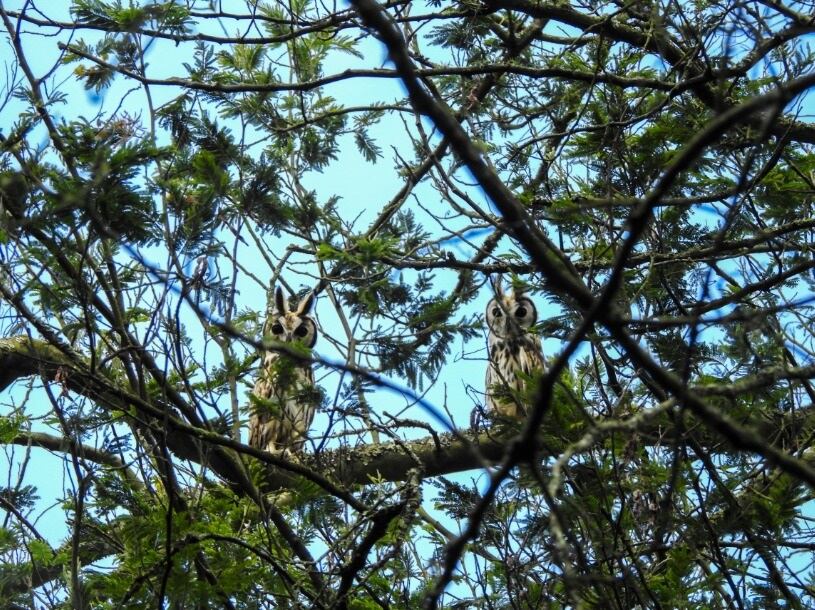 Plan de conservación de Humedal en el cerro Pionono