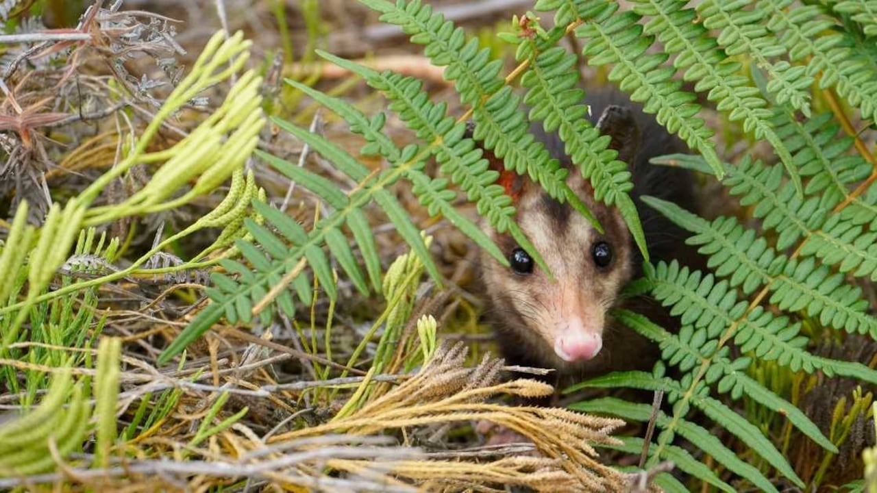 Luego de cinco meses, Matías volvió a la libertad en un área boscosa de Jenesano, Boyacá. Foto: Corpochivor.
