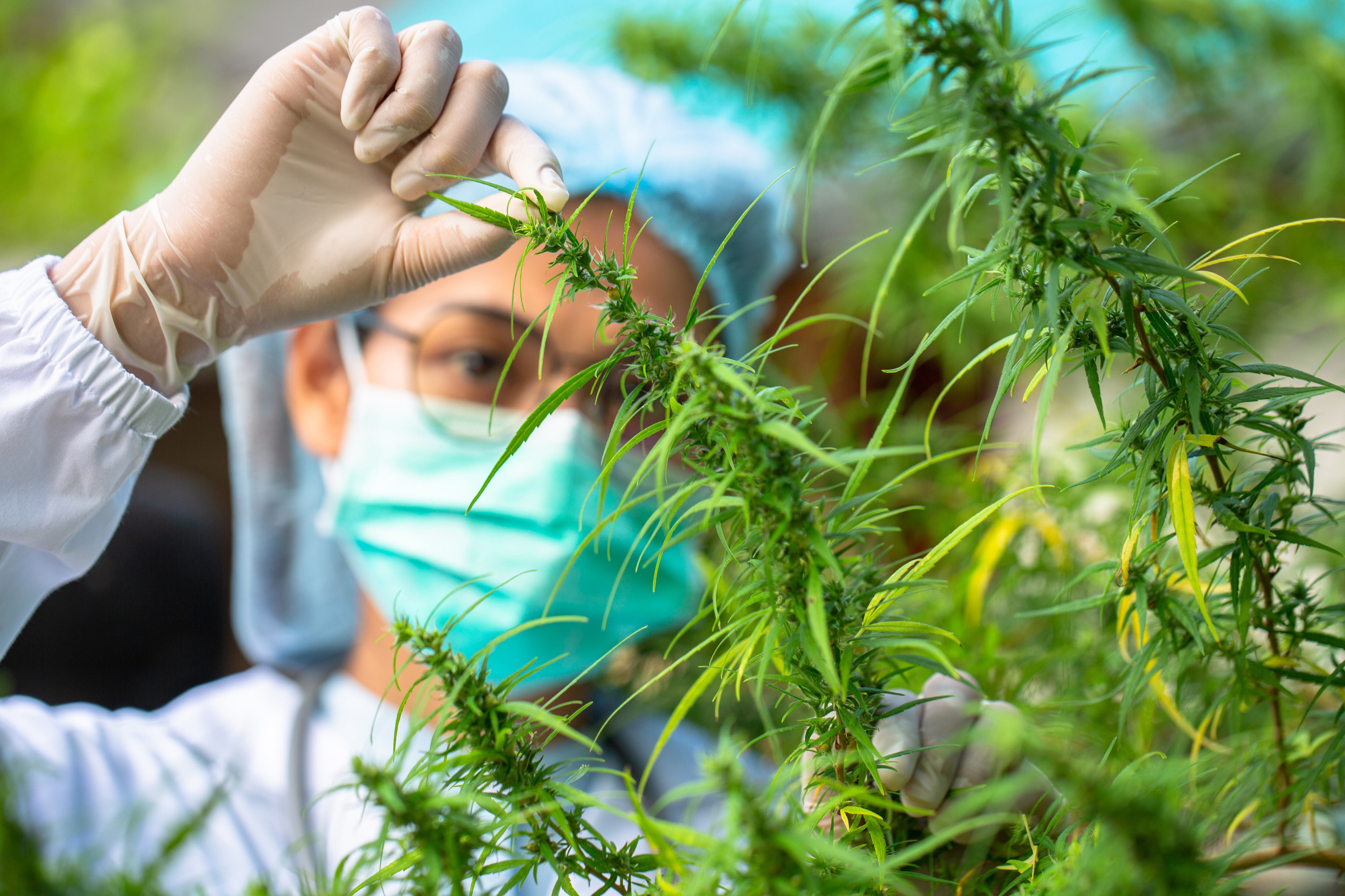 Siguen las investigaciones alrededor de los beneficios del cannabis medicinal.