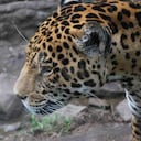 El jaguar, el único felino grande de América y el tercero más grande del mundo, es uno de los atractivos de Guátika Bioparque.