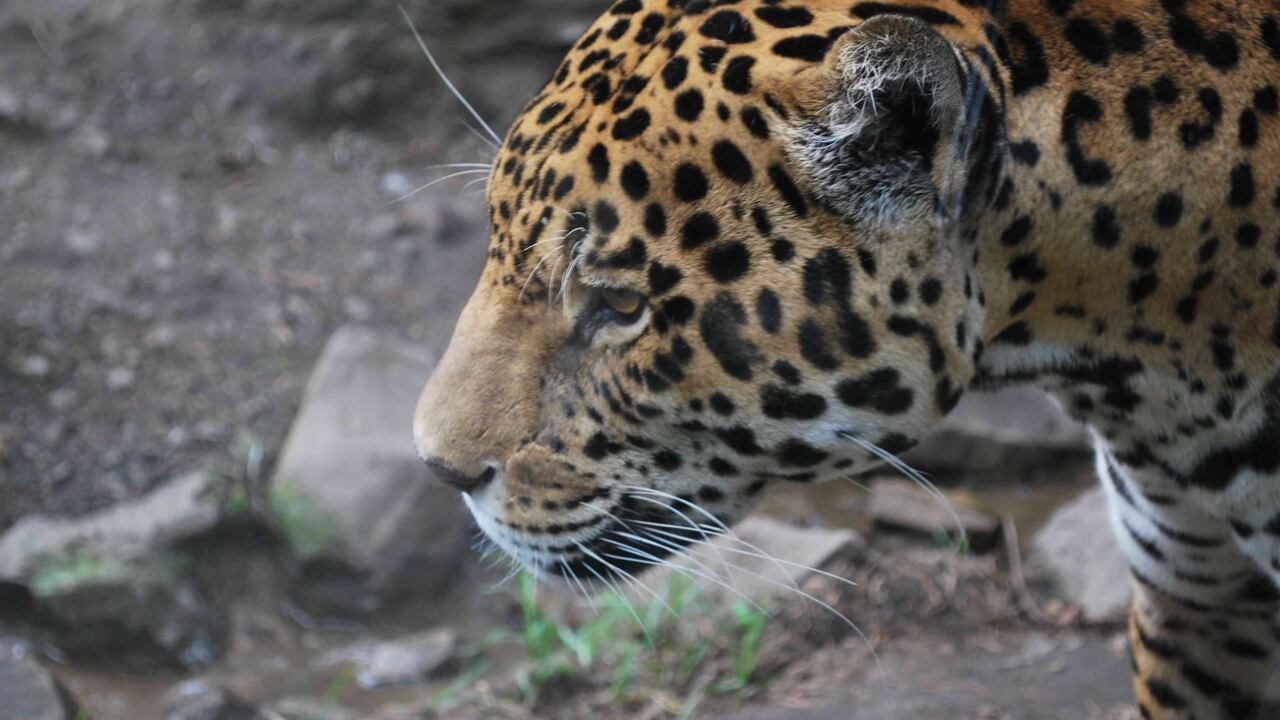 El jaguar, el único felino grande de América y el tercero más grande del mundo, es uno de los atractivos de Guátika Bioparque.