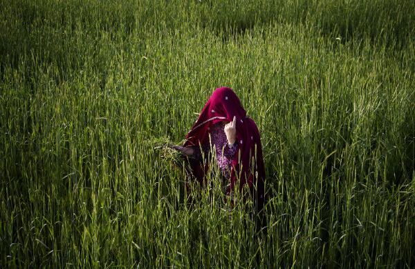 Una mujer afgana cosecha trigo a las afueras de Kabul, en Afganistán, para alimentar a sus animales. (AP)
