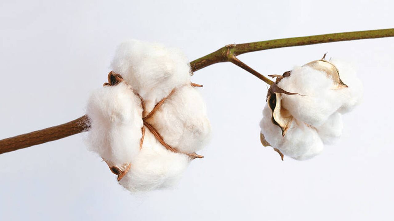 ? El algodón es la fibra textil vegetal con mayor resistencia.