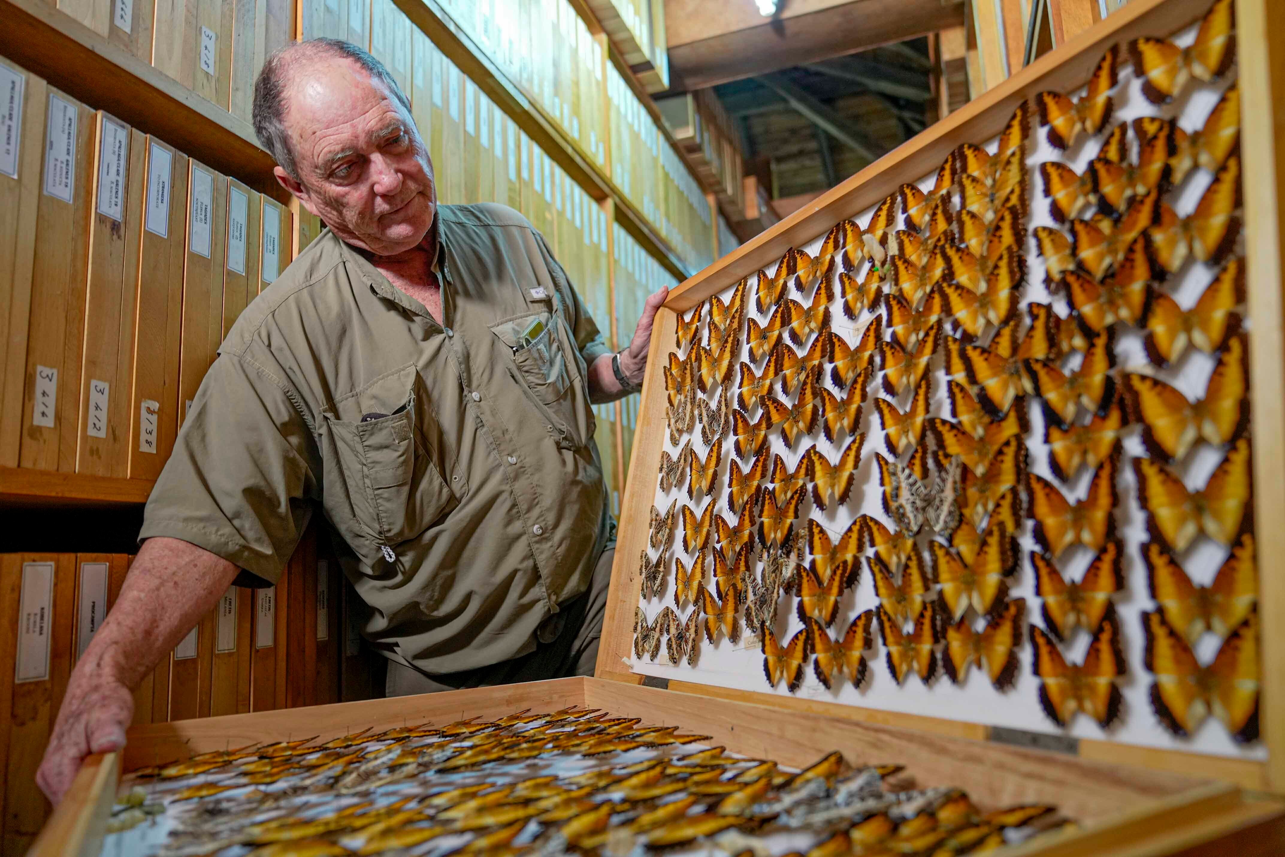 A los 5 años, Collins quedó fascinado por las mariposas gracias a una red de captura que le regalaron sus padres.