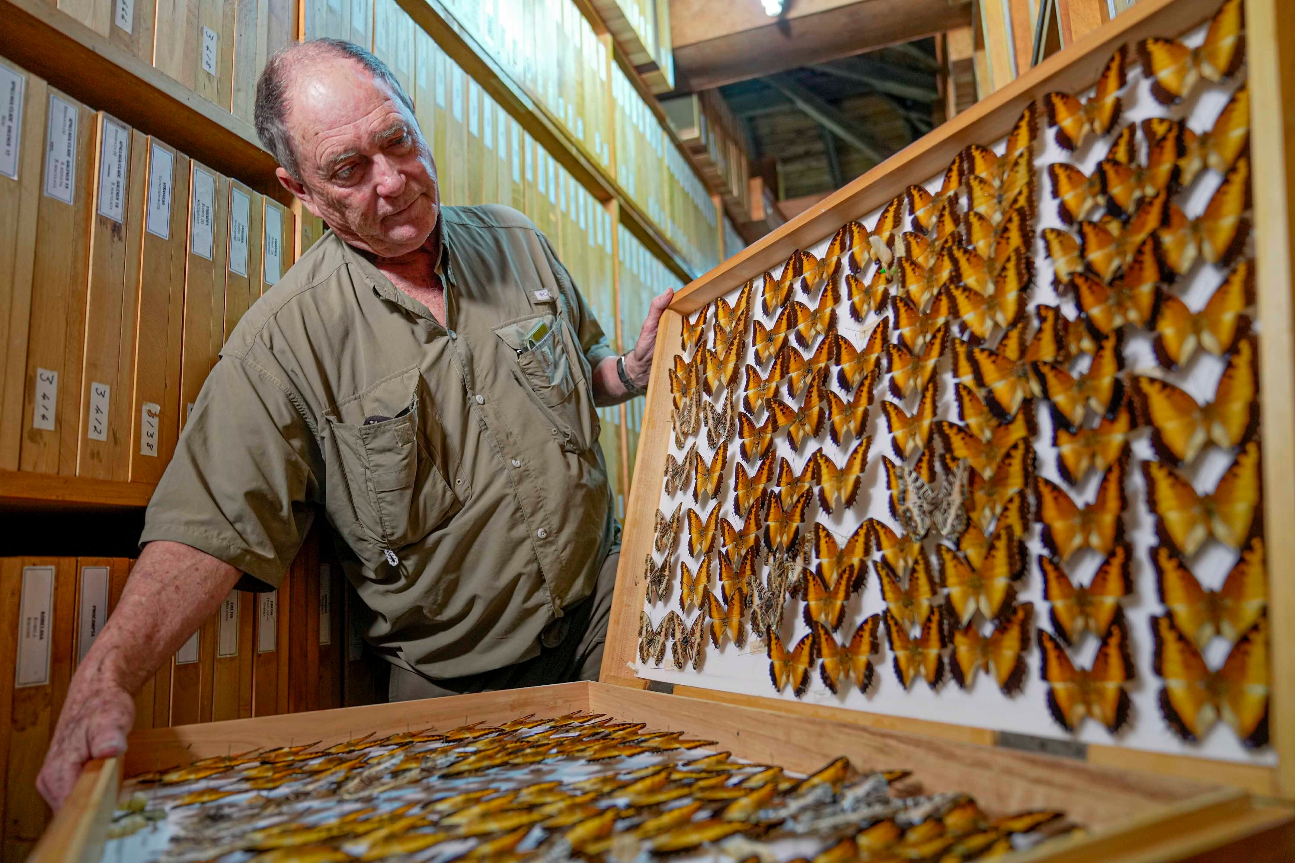 A los 5 años, Collins quedó fascinado por las mariposas gracias a una red de captura que le regalaron sus padres.