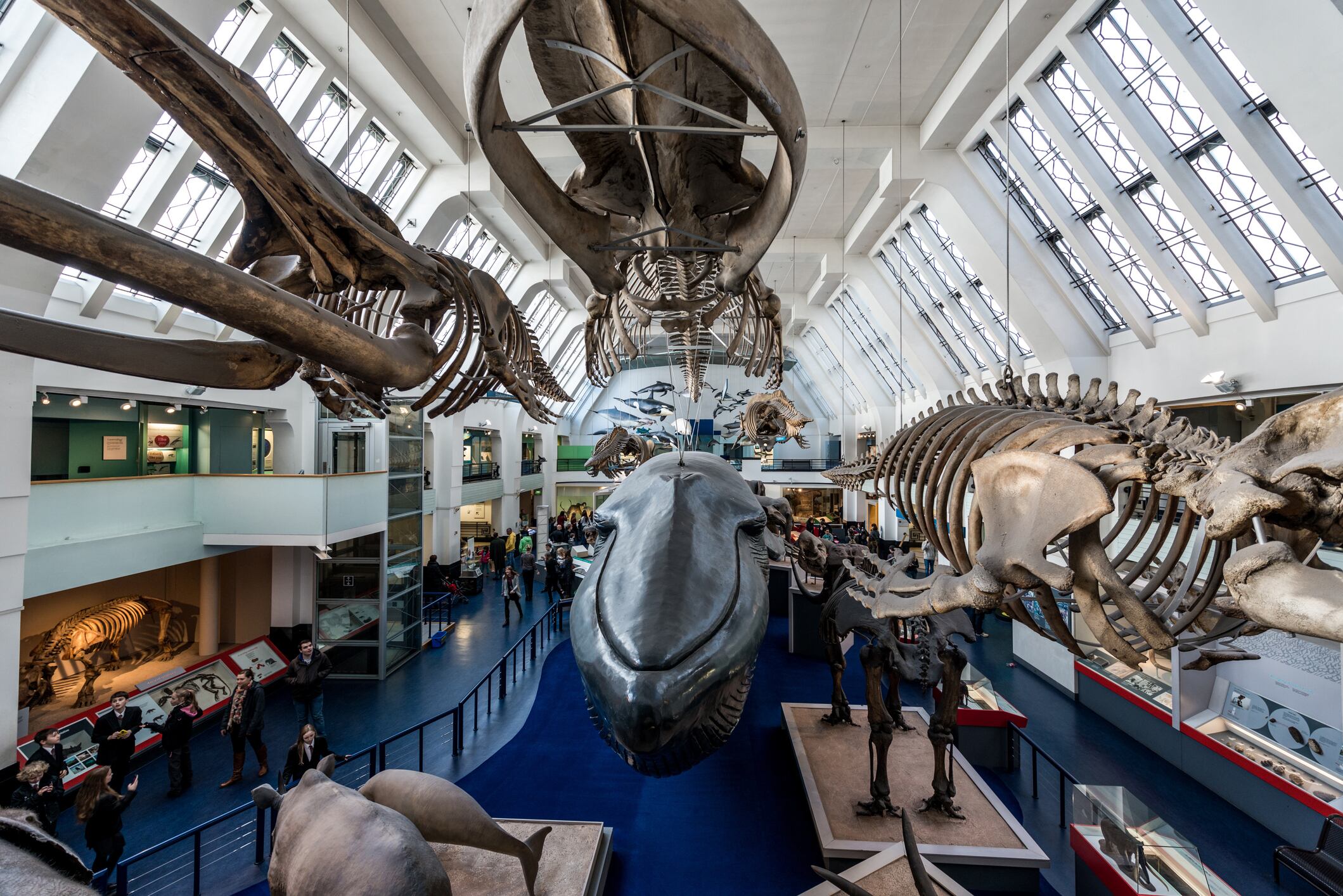 La sala de exhibición de mamíferos del Museo de Historia Natural de South Kensington,
