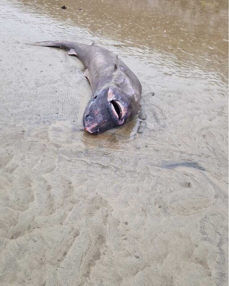 El hallazgo fue considerado relevante por tratarse de un animal que habita en entornos casi inexplorados.