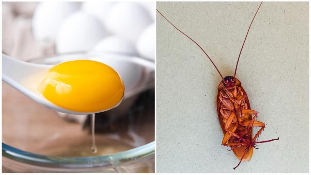 Yema de huevo y cucaracha.