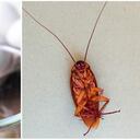 Yema de huevo y cucaracha.